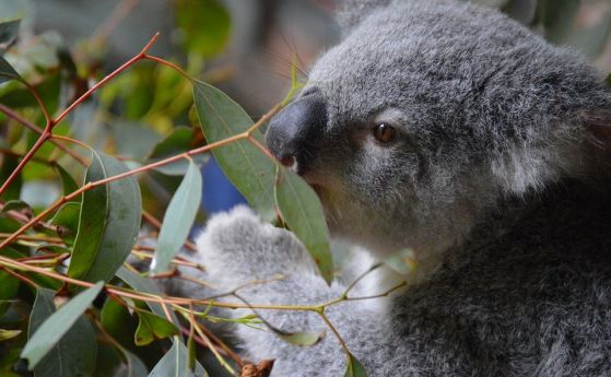 Фекалната трансплантация ще помогне за спасяването на коалите
