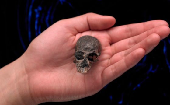 Древен маймунски череп с нови доказателства за еволюцията на приматите (видео)