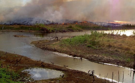 Учените предупреждават за „каскаден срив на екосистемите“ на тропическите гори на Амазония