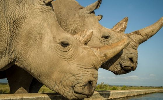 Учените направиха огромна стъпка към спасяването на северния бял носорог