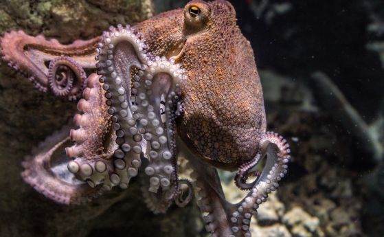 Октоподите стават любвеобилни под действието на екстази