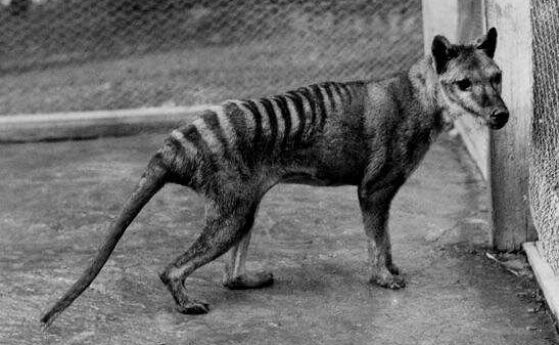 Споделената еволюция на тасманийския тигър и вълка