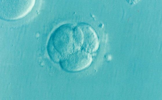 Учени изтеглят публикацията си, предричаща ранна смърт за CRISPR бебетата