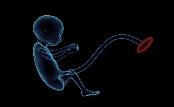 Учени разработват изкуствена утроба за отглеждане на недоносени бебета (видео)