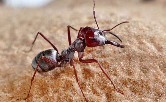 Пустинни мравки-спринтьори бягат с почти метър в секунда (видео)