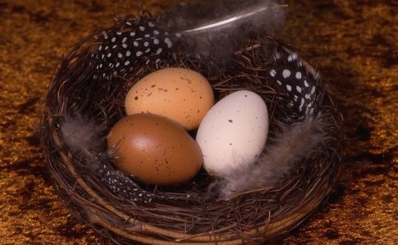 Учени разкриха ролята на цвета на яйцата при птиците