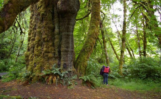 Старите дървета натрупват изненадващо количество генетично разнообразие (видео)