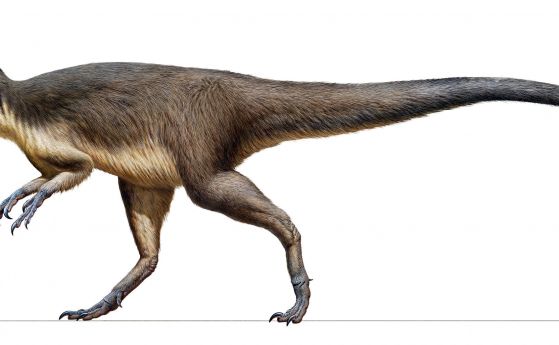 Открити са първите доказателства за наличието на пернати полярни динозаври