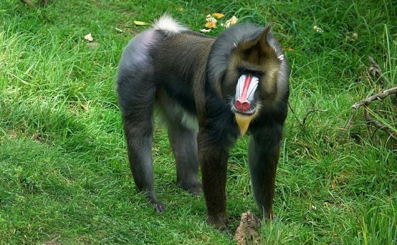 Приматите с малки гениталии действат по-агресивно