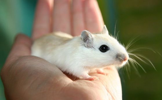 Учени обръщат когнитивните дефицити на синдрома на Даун при мишки