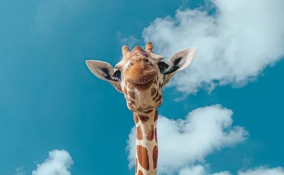 Сексуалният живот на жирафите е по-странен, отколкото някога сме предполагали