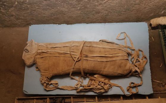 Изключително редки мумии на лъвчета и други животни са открити в египетски некропол