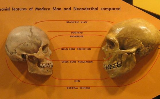 Не са виновни хората - неандерталците просто са имали лош късмет