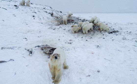 56 гладни полярни мечки са обсадили село в Чукотка (видео)