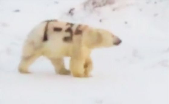 Руски учени издирват полярна мечка с надпис "Т-34" (видео)