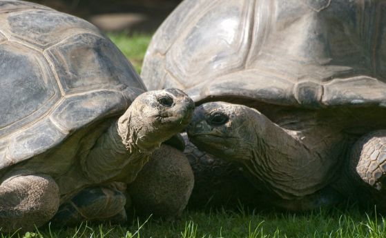 Те са бавни, но умни: Гигантските костенурки могат да учат и го помнят с години