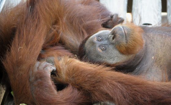 Нови изследвания разкриват „езика“ на орангутаните (видео)