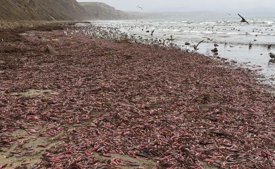 Хиляди същества, подобни на пениси, изхвърлени по плажовете на Калифорния (видео)