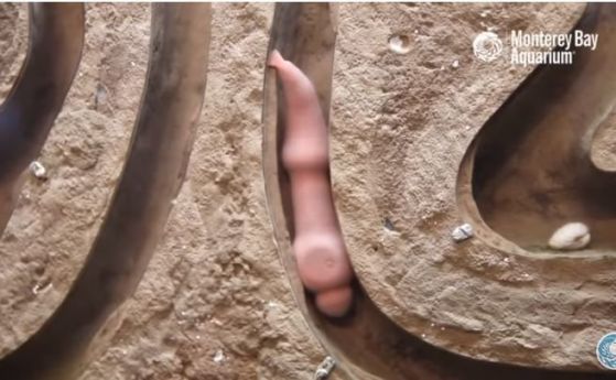 Искате да видите "рибата пенис" ? Калифорнийският аквариум предава на живо (видео)