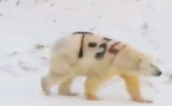Руски учени: Надписът "Т-34" на бялата мечка няма нищо общо с танка (видео)