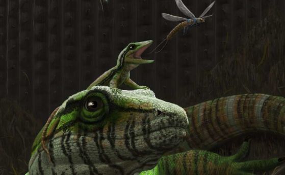 Нови фосили доказват, че грижата за поколенията съществува от поне 300 млн години
