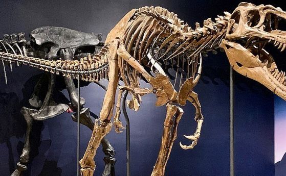 Динозаври, смятани за нов вид-пигмей, са всъщност младежи T. rex
