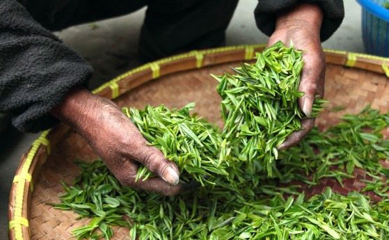 Полифенол от зеления чай проявява активност срещу туберкулозните бактерии