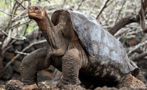 Намериха роднина на "самотния Джордж", последната костенурка от своя подвид