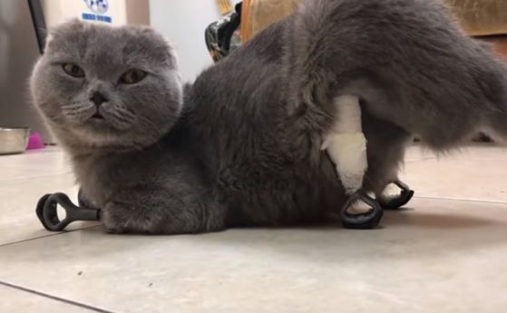 Котка получи чисто нови 3D принтирани протези на четирите си лапи (видео)