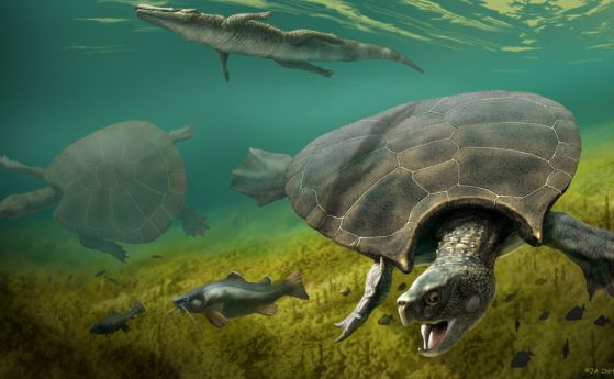 Голяма като автомобил хищна костенурка с рога е живяла в Южна Америка