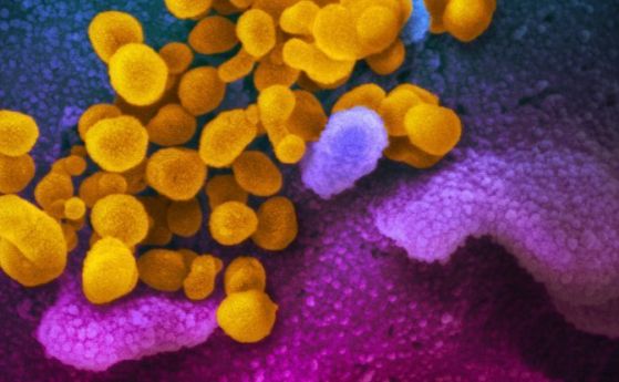 Учени направиха нови изумителни снимки на коронавируса