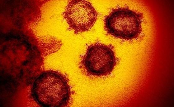 Защо се бави разработването на ваксина за новия коронавирус