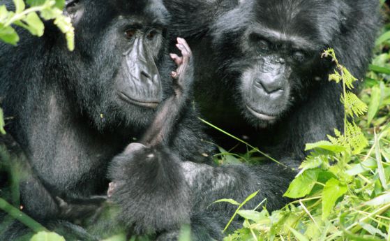 Застрашени горили измират от болести, донесени от хората