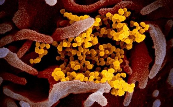 Колко дълго може да оцелее новият коронавирус на повърхности?