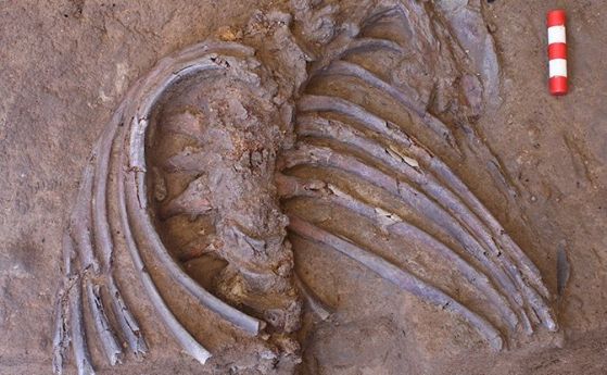 Новооткрит скелет доказва, че неандерталците са погребвали мъртвите си