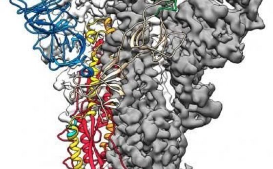 Описаха шиповия протеин на коронавируса, който може да помогне за създаването на ваксина