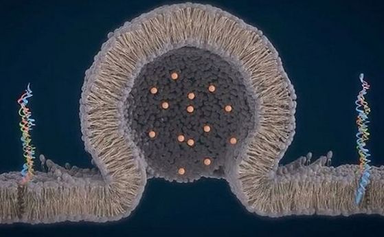 Откритие, достойно за Нобелова награда: Как се образува канал между две органели (видео)