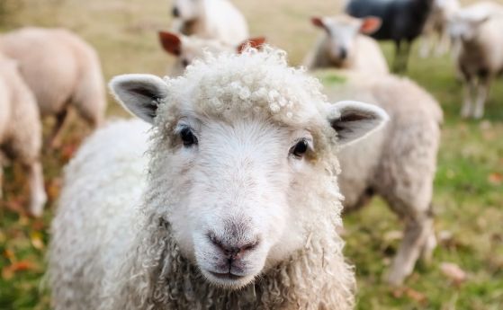 Будните овце проявяват специфична мозъчна активност, характерна за съня 