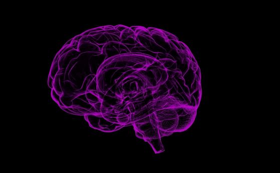 Учени наблюдават формирането на спомени в мозъка, ето как изглеждат те