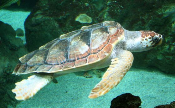 Морските костенурки може би бъркат миризмата на пластмасата, изхвърлена в океана, с тази на храна