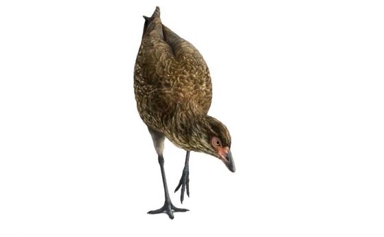 Запознайте се с "Пилето-чудо", най-древната съвременна птица, откривана някога в Европа (видео)