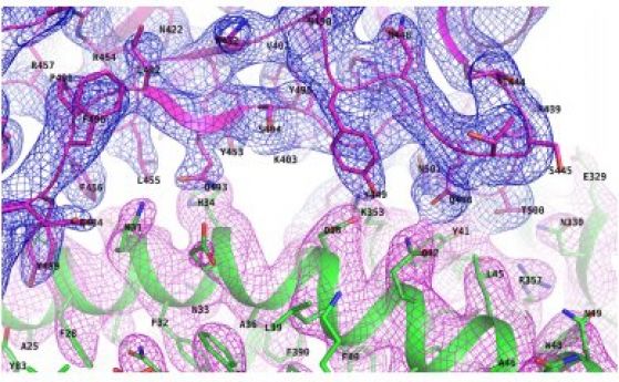 Ново изследване на шиповия протеин на вируса може да обясни защо COVID-19 се разпространява толкова бързо