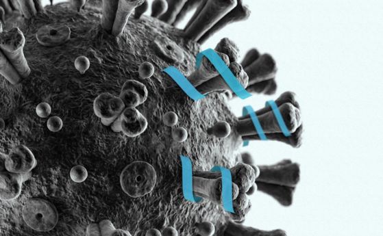 Новосинтезиран пептид разрушава коронавируса SARS-CoV-2