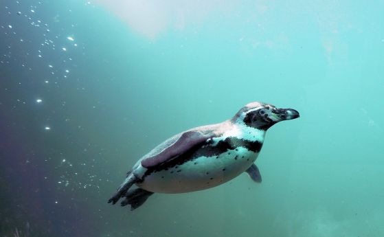 Пингвините могат да общуват под водата. Ето какво си казват (видео)