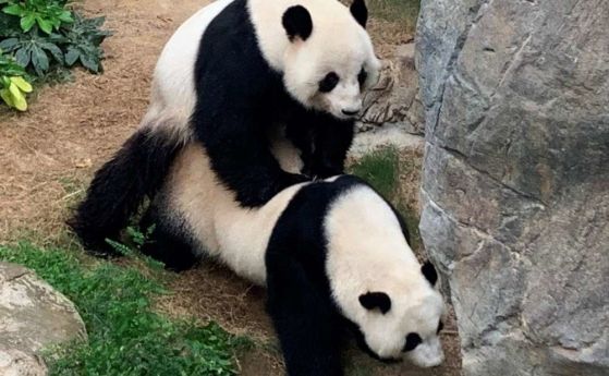 Останали насаме заради изолацията, две панди се чифтосват свободно след 10 години опити