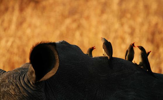 Волските птици предупреждават носорозите за заплахата от приближаващи хора