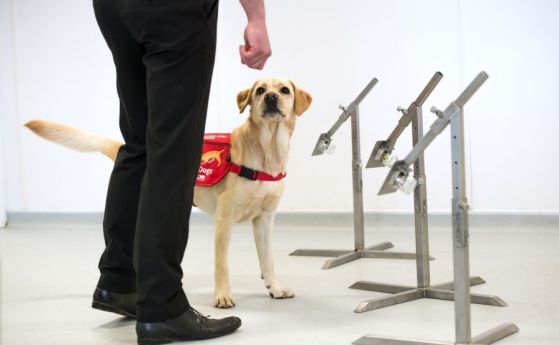 Кучетата могат да помогнат за откриване на хора, заразени с коронавирус