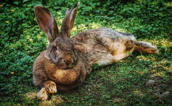 Божествен ли е заекът и как се е превърнал в символ на Великден на британските острови? Археологията обяснява