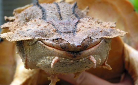 Открит е втори вид костенурка мата мата