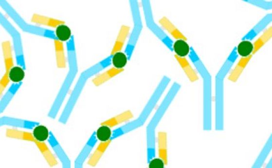 Лекарите клонират антителата на пациенти с COVID-19 за ново лечение
